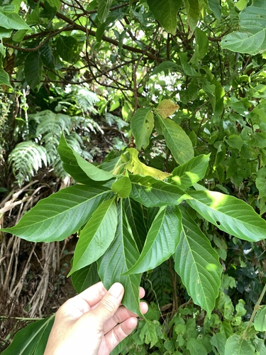 Wendlandia luzoniensis, photograph 4