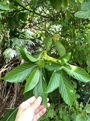 Wendlandia luzoniensis, photograph 呂一起(Lyu yi-chi), CC BY, iNaturalist via GBIF