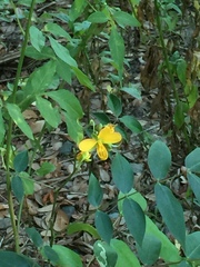 Senna chapmanii