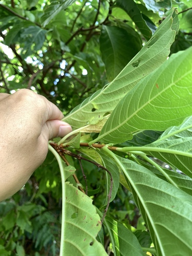 Wendlandia luzoniensis, photograph 5