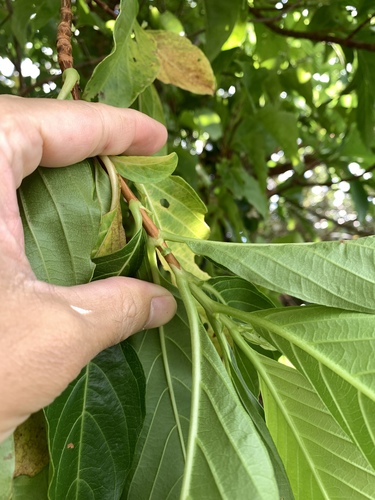 Wendlandia luzoniensis, photograph 6