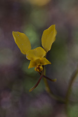 Diuris hazeliae