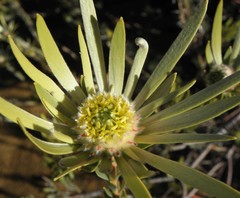Leucadendron nitidum