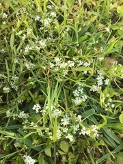 Limnosciadium pumilum