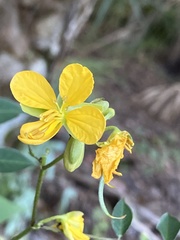 Senna chapmanii