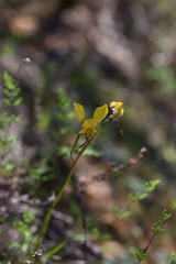 Diuris hazeliae