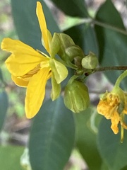 Senna chapmanii