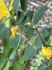 Senna chapmanii