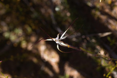Caladenia dimidia