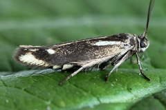 Scythris cuspidella