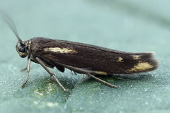Scythris cuspidella