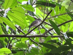 Lipaugus vociferans