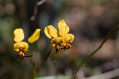 Diuris hazeliae
