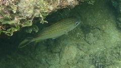 Haemulinae