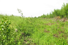 Scythris inspersella