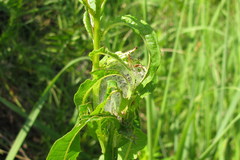 Scythris inspersella