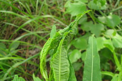 Scythris inspersella