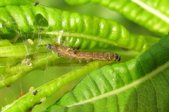 Scythris inspersella