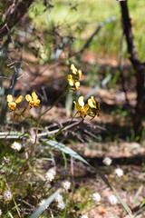 Diuris hazeliae
