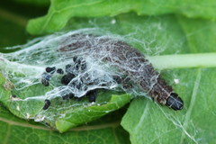 Scythris inspersella