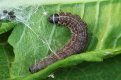 Scythris inspersella