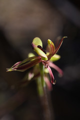 Caladenia roei