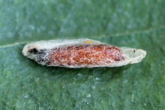 Scythris inspersella