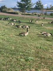 Branta canadensis