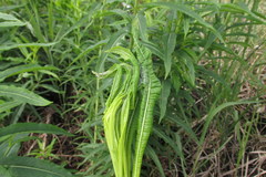 Scythris inspersella