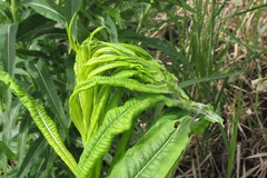 Scythris inspersella