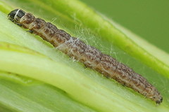 Scythris inspersella