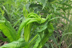 Scythris inspersella