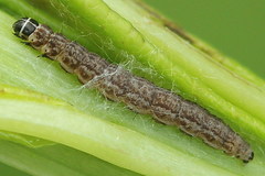 Scythris inspersella