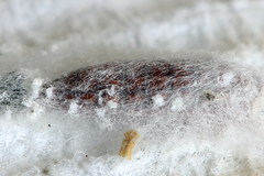 Scythris inspersella