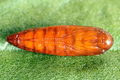 Scythris inspersella