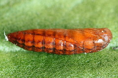 Scythris inspersella