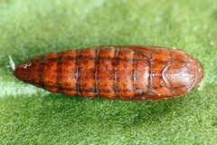 Scythris inspersella