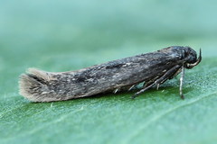 Scythris inspersella