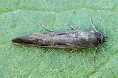 Scythris inspersella