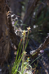 Caladenia roei