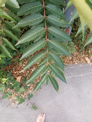 Ailanthus altissima