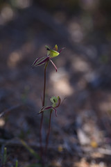 Caladenia roei