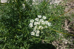 Laserpitium gallicum