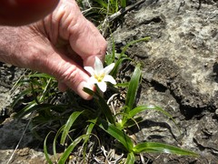 Xerophyta adendorffii