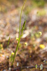 Prasophyllum gracile