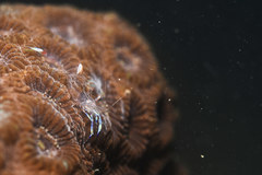 Ancylomenes holthuisi