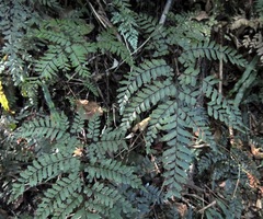 Adiantum fulvum
