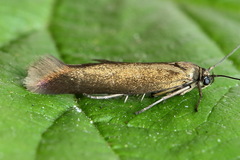 Scythris obscurella