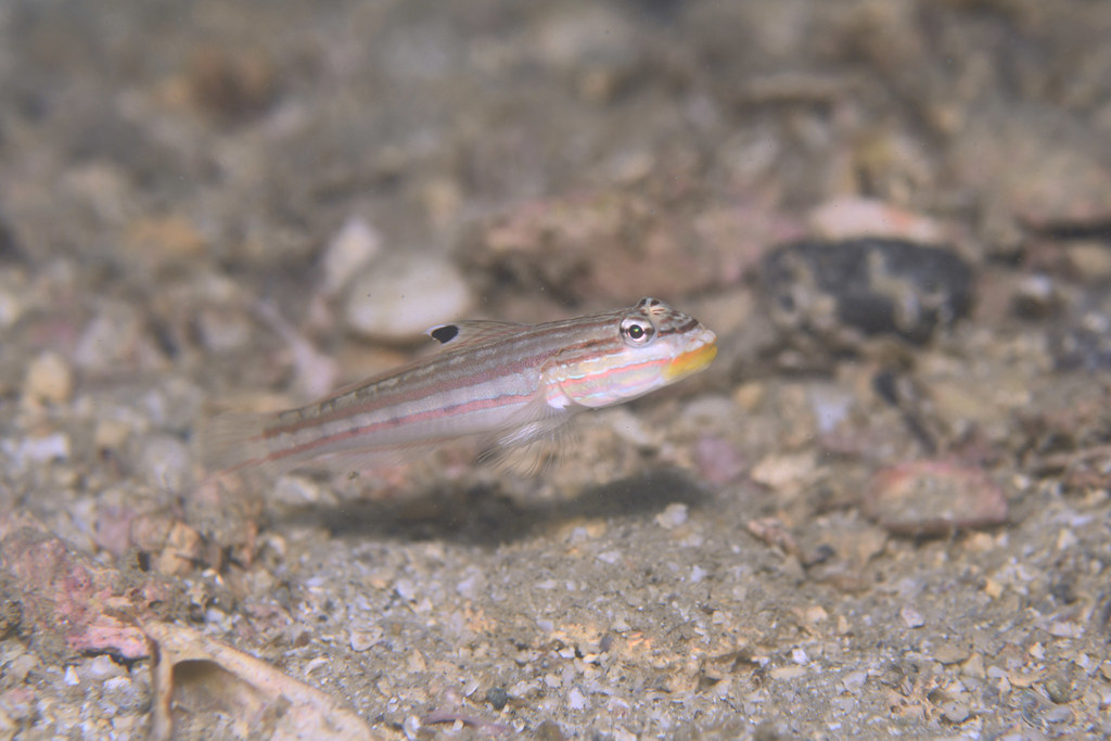 Mural Goby