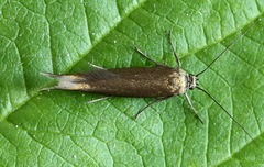 Scythris obscurella